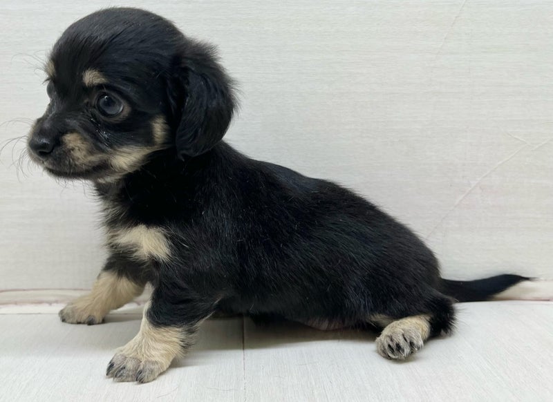 千葉県のチワックス(チワワ×ダックス) (かねだい八千代店/2025年12月19日生まれ/女の子/ブラックタン)の子犬の1枚目の画像