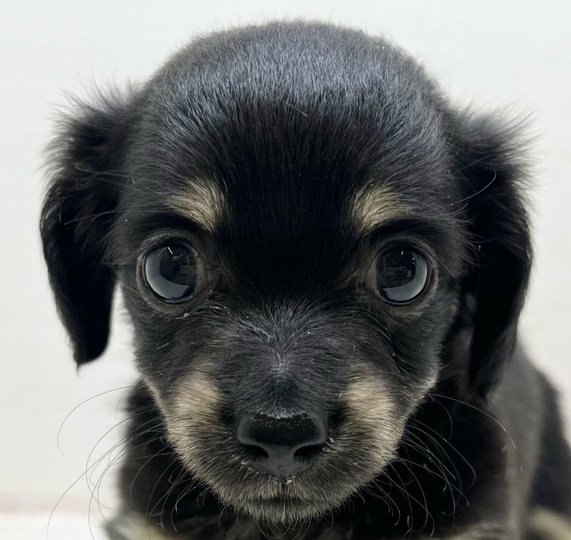 千葉県のチワックス(チワワ×ダックス) (かねだい八千代店/2025年12月19日生まれ/女の子/ブラックタン)の子犬の2枚目の画像