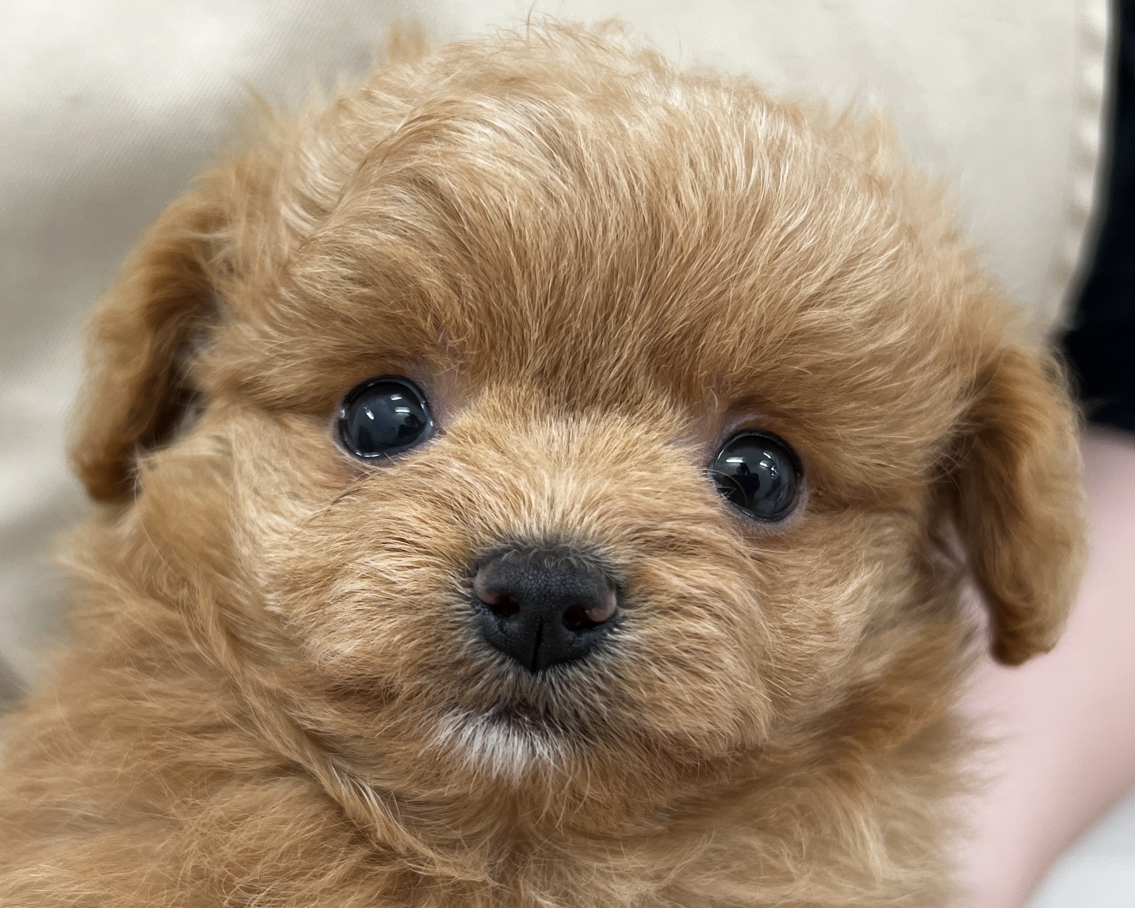 千葉県のチワプー/プーチー(チワワ×プードル) (かねだい千葉店/2025年12月20日生まれ/男の子/レッド)の子犬の2枚目の画像