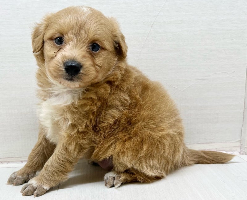 千葉県のポメプー(ポメラニアン×プードル) (かねだい八千代店/2025年12月10日生まれ/男の子/ブルー)の子犬の1枚目の画像