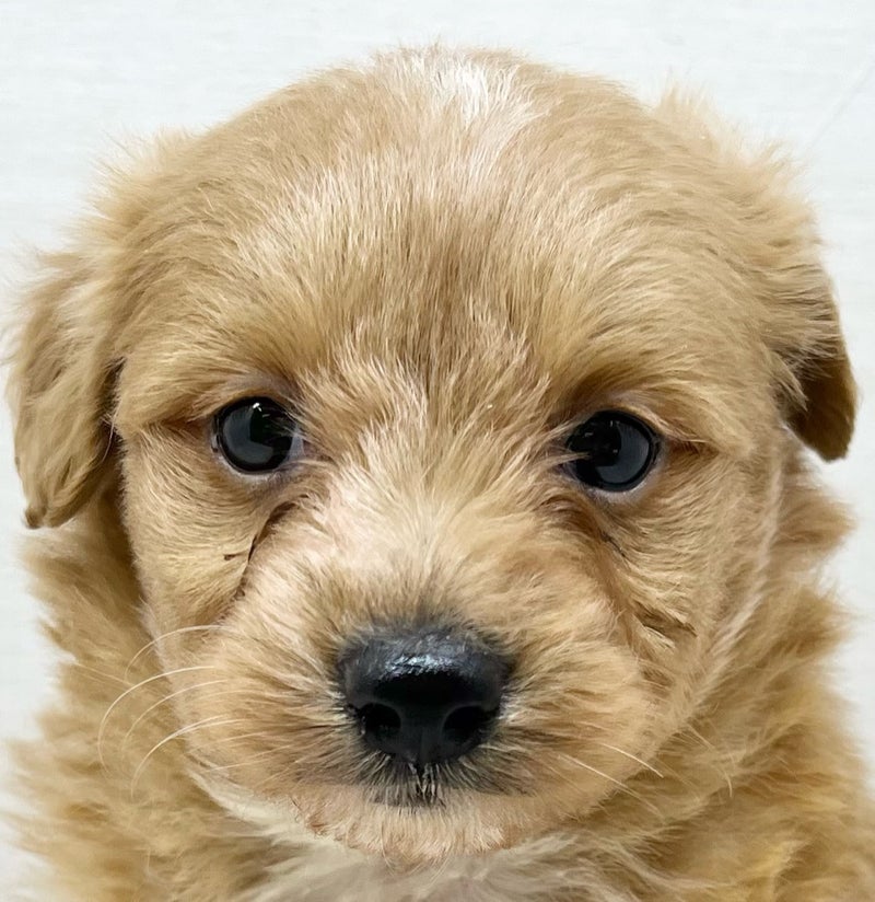 千葉県のポメプー(ポメラニアン×プードル) (かねだい八千代店/2025年12月10日生まれ/男の子/ブルー)の子犬の2枚目の画像