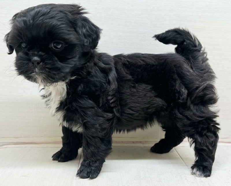 千葉県のシーズー×ペキニーズ (かねだい八千代店/2025年12月19日生まれ/女の子/ゴールドホワイト)の子犬