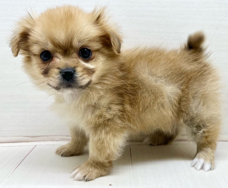 千葉県のポメラニアン×ペキニーズ (かねだい八千代店/2025年12月20日生まれ/男の子/クリーム)の子犬
