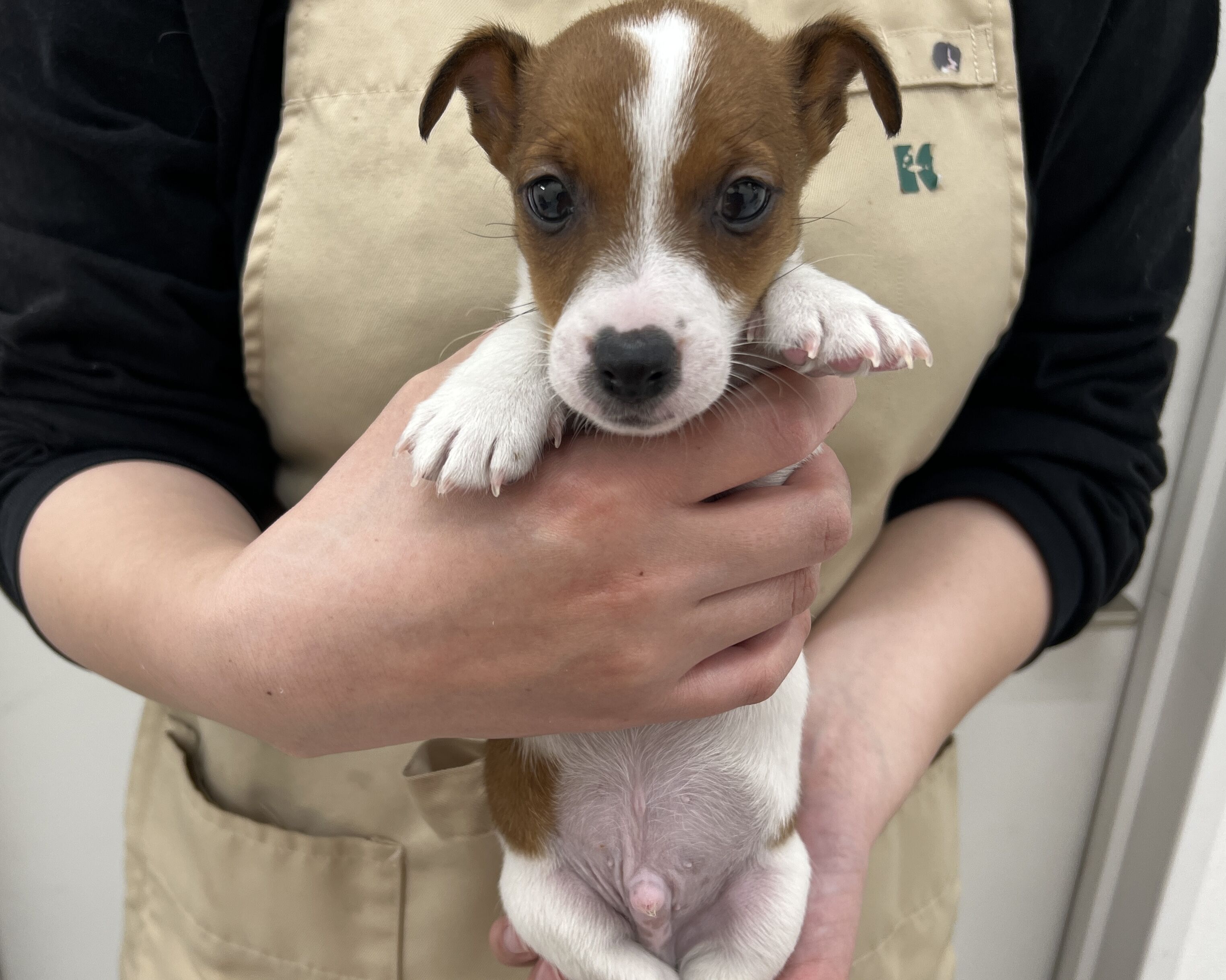 千葉県のジャックラッセルテリア (かねだい千葉店/2025年12月18日生まれ/男の子/ホワイトタン)の子犬の1枚目の画像