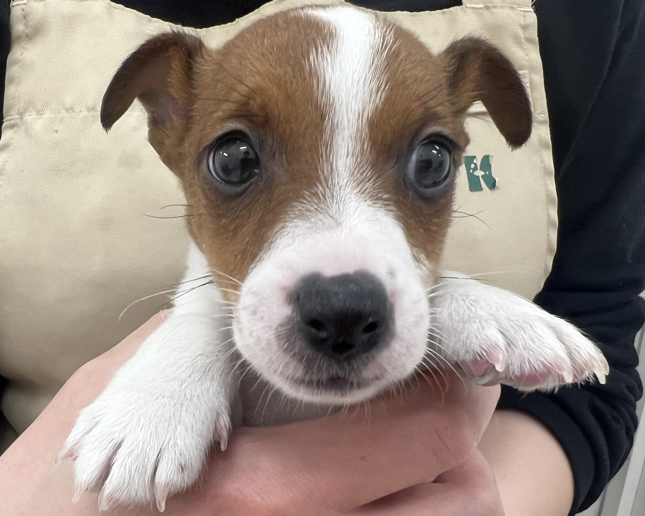 千葉県のジャックラッセルテリア (かねだい千葉店/2025年12月18日生まれ/男の子/ホワイトタン)の子犬の2枚目の画像