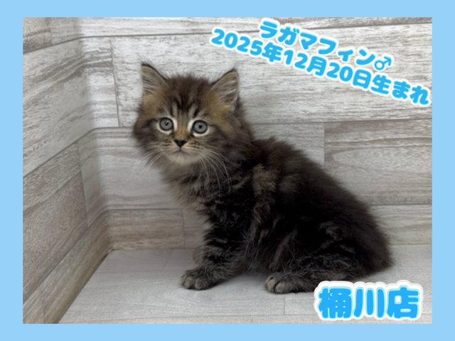 埼玉県のラガマフィン (かねだい桶川店/2025年12月20日生まれ/男の子/ブラウンマッカレルタビー)の子猫の1枚目の画像
