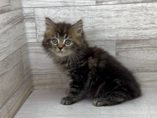 埼玉県のラガマフィン (かねだい桶川店/2025年12月20日生まれ/男の子/ブラウンマッカレルタビー)の子猫の2枚目の画像