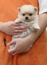 神奈川県のポメラニアン (かねだい伊勢原店/2025年12月18日生まれ/女の子/クリーム)の子犬