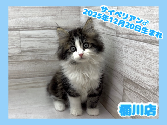 埼玉県のサイベリアン (かねだい桶川店/2025年12月20日生まれ/男の子/ブラウンタビーホワイト)の子猫の1枚目の画像
