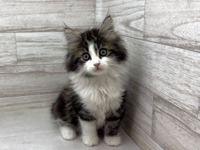 埼玉県のサイベリアン (かねだい桶川店/2025年12月20日生まれ/男の子/ブラウンタビーホワイト)の子猫の2枚目の画像