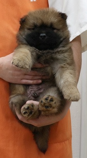 神奈川県のチャウチャウ (かねだい伊勢原店/2025年12月18日生まれ/男の子/レッド)の子犬