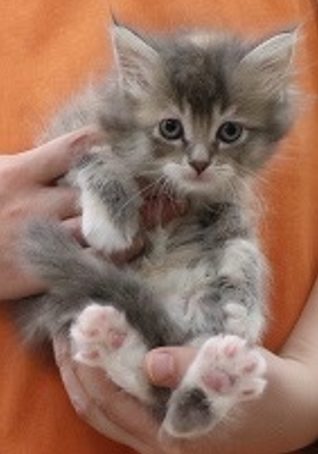 神奈川県のMIX猫（父：メインクーン×母：サイベリアン） (かねだい伊勢原店/2025年12月19日生まれ/女の子/ブルーパッチドタビー)の子猫