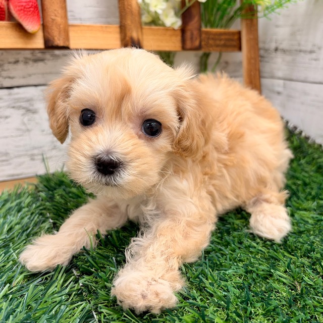 埼玉県のマルプー(マルチーズ×プードル) (かねだい所沢店/2025年12月19日生まれ/女の子/その他色)の子犬の2枚目の画像