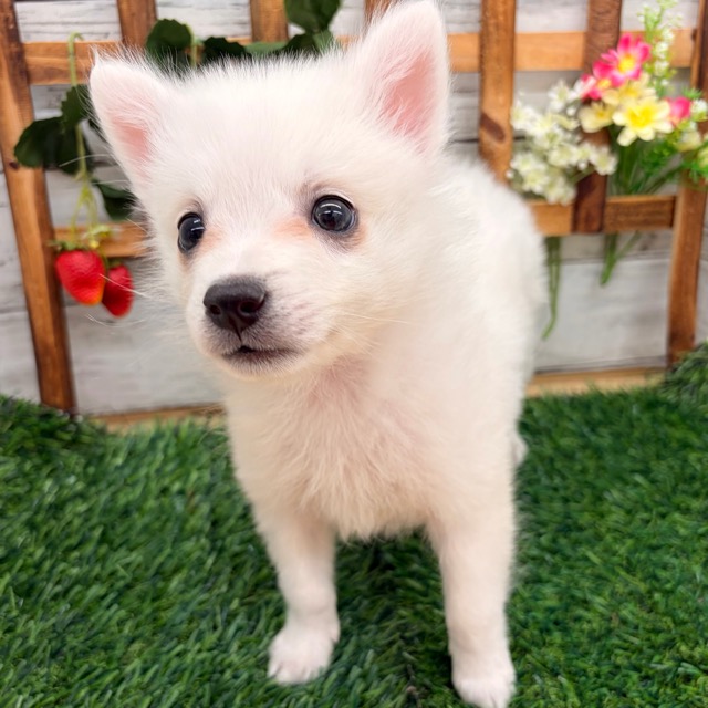 埼玉県の日本スピッツ (かねだい所沢店/2025年12月7日生まれ/男の子/ホワイト)の子犬の1枚目の画像