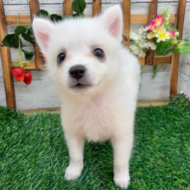 埼玉県の日本スピッツ (かねだい所沢店/2025年12月7日生まれ/男の子/ホワイト)の子犬の2枚目の画像