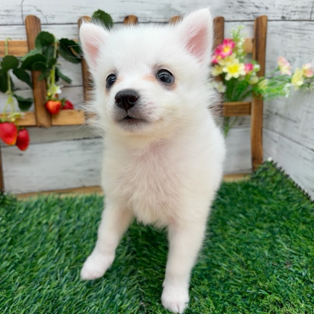 埼玉県の日本スピッツ (かねだい所沢店/2025年12月7日生まれ/男の子/ホワイト)の子犬の3枚目の画像