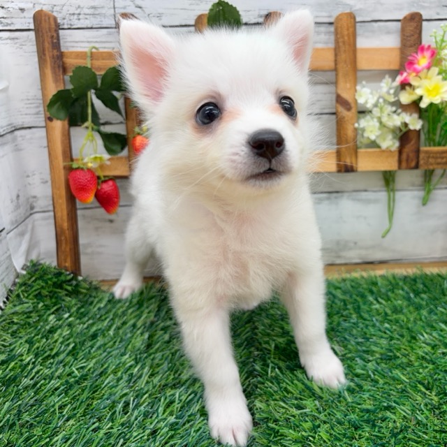 埼玉県の日本スピッツ (かねだい所沢店/2025年12月7日生まれ/男の子/ホワイト)の子犬の4枚目の画像