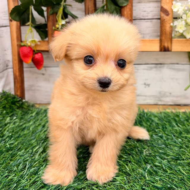 埼玉県のポメプー(ポメラニアン×プードル) (かねだい所沢店/2025年12月19日生まれ/男の子/クリーム)の子犬の1枚目の画像