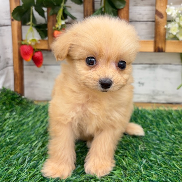 埼玉県のポメプー(ポメラニアン×プードル) (かねだい所沢店/2025年12月19日生まれ/男の子/クリーム)の子犬の2枚目の画像