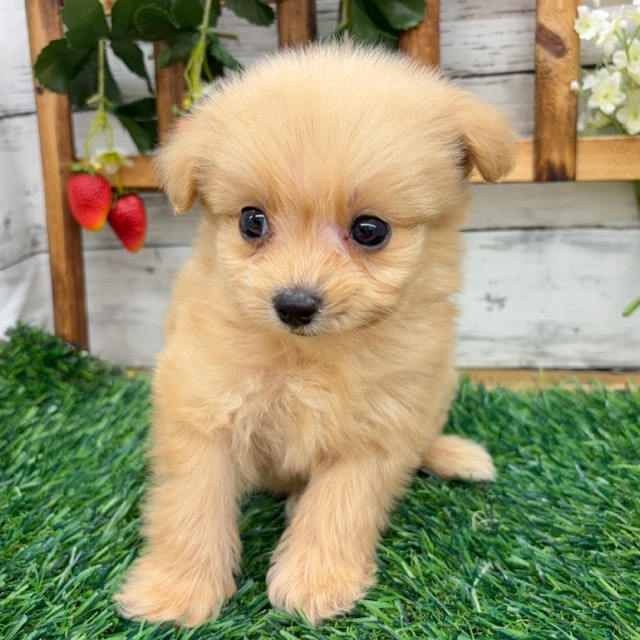 埼玉県のポメプー(ポメラニアン×プードル) (かねだい所沢店/2025年12月19日生まれ/男の子/クリーム)の子犬の3枚目の画像