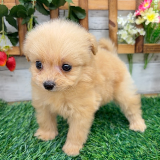 埼玉県のポメプー(ポメラニアン×プードル) (かねだい所沢店/2025年12月19日生まれ/男の子/クリーム)の子犬の4枚目の画像