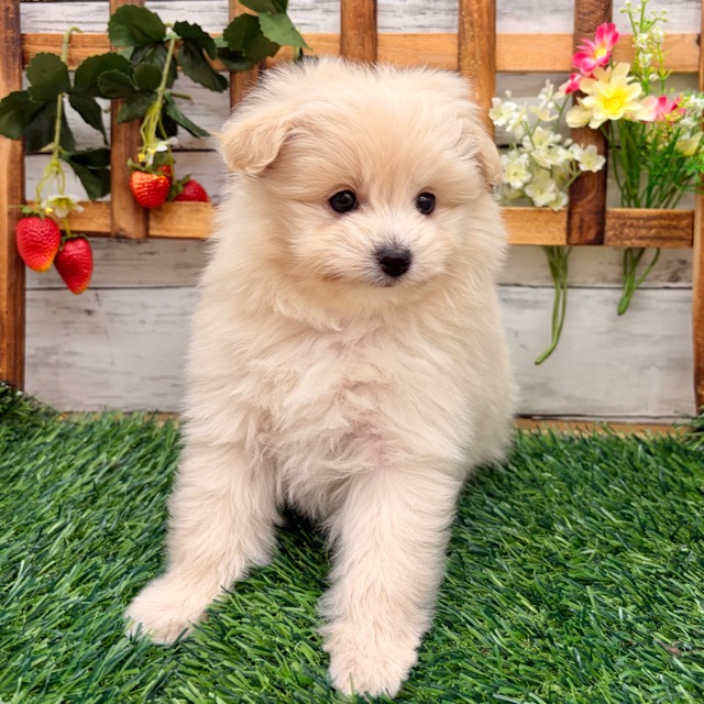 埼玉県のポメプー(ポメラニアン×プードル) (かねだい所沢店/2025年12月21日生まれ/女の子/クリーム)の子犬の2枚目の画像