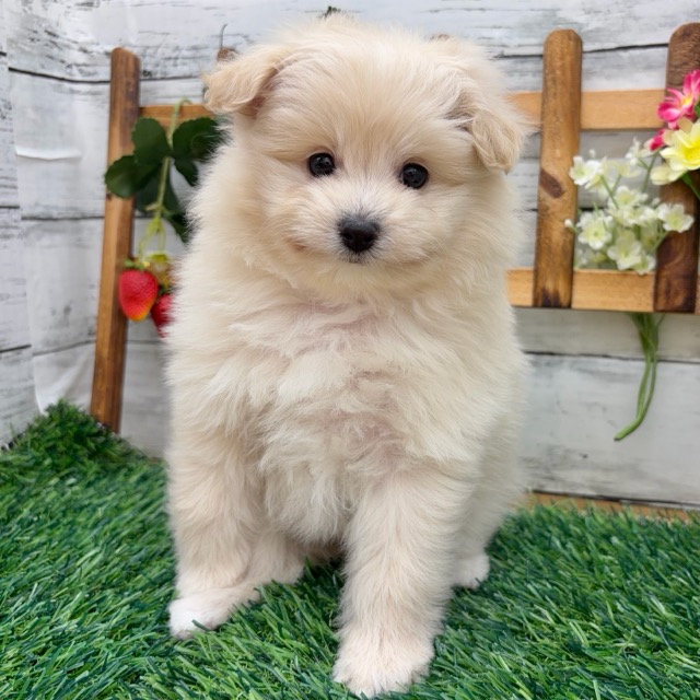 埼玉県のポメプー(ポメラニアン×プードル) (かねだい所沢店/2025年12月21日生まれ/女の子/クリーム)の子犬の3枚目の画像