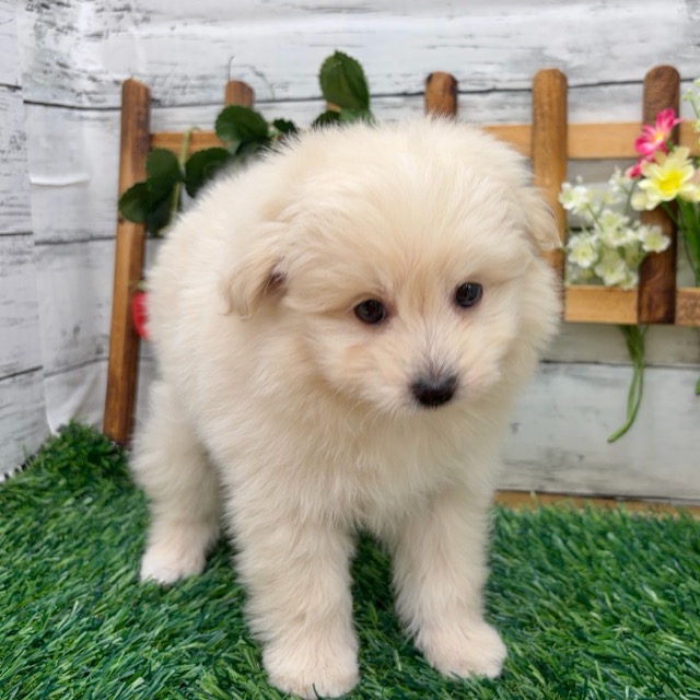 埼玉県のポメプー(ポメラニアン×プードル) (かねだい所沢店/2025年12月21日生まれ/女の子/クリーム)の子犬の4枚目の画像