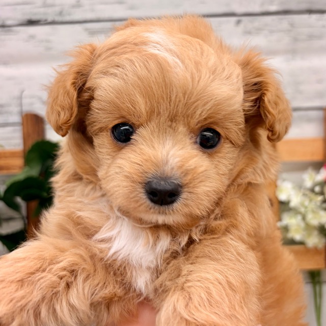 埼玉県のチワプー/プーチー(チワワ×プードル) (かねだい所沢店/2025年12月12日生まれ/男の子/アプリコットホワイト)の子犬の1枚目の画像