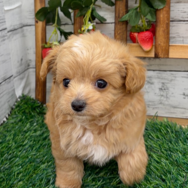 埼玉県のチワプー/プーチー(チワワ×プードル) (かねだい所沢店/2025年12月12日生まれ/男の子/アプリコットホワイト)の子犬の2枚目の画像