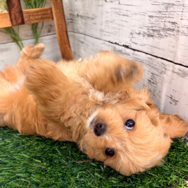 埼玉県のチワプー/プーチー(チワワ×プードル) (かねだい所沢店/2025年12月12日生まれ/男の子/アプリコットホワイト)の子犬の4枚目の画像