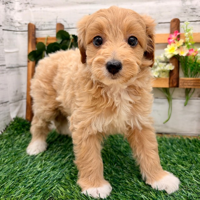 埼玉県のマルプー(マルチーズ×プードル) (かねだい所沢店/2025年12月21日生まれ/女の子/レッド)の子犬の1枚目の画像