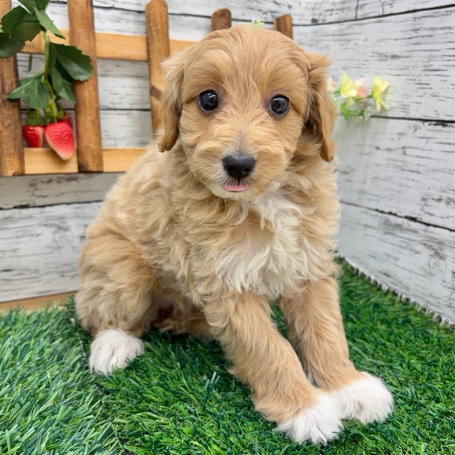 埼玉県のマルプー(マルチーズ×プードル) (かねだい所沢店/2025年12月21日生まれ/女の子/レッド)の子犬の3枚目の画像