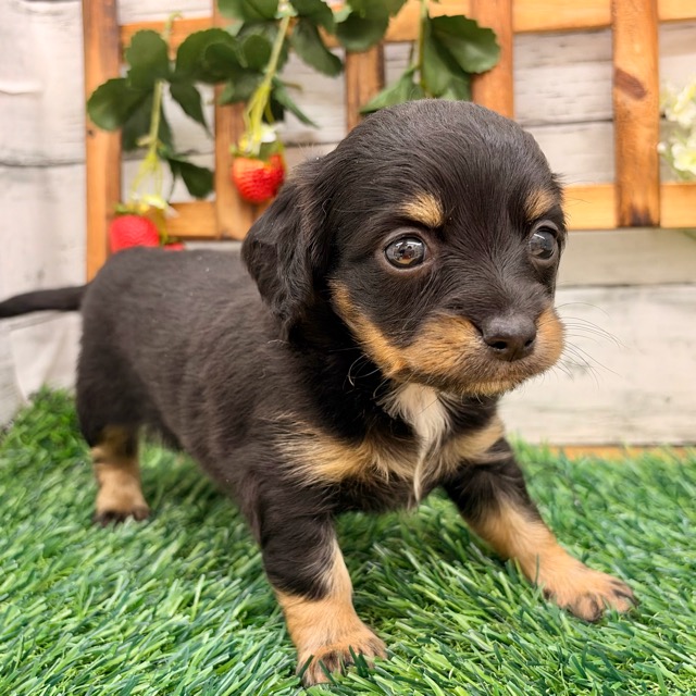 埼玉県のチワックス(チワワ×ダックス) (かねだい所沢店/2025年12月20日生まれ/女の子/ブラックタン)の子犬の1枚目の画像