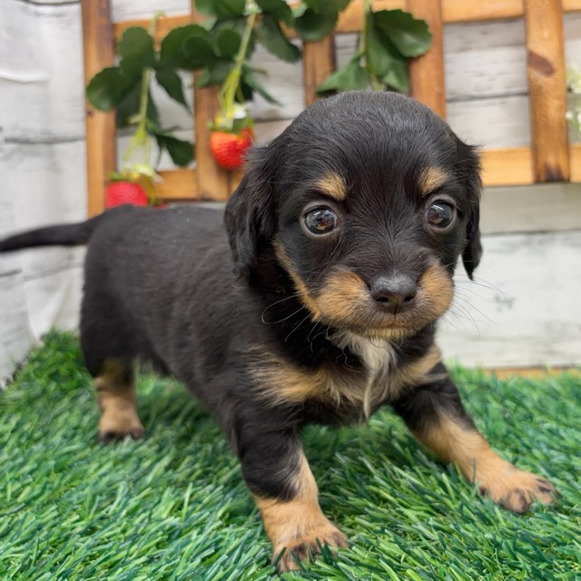 埼玉県のチワックス(チワワ×ダックス) (かねだい所沢店/2025年12月20日生まれ/女の子/ブラックタン)の子犬の2枚目の画像