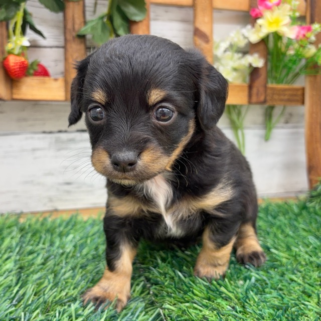 埼玉県のチワックス(チワワ×ダックス) (かねだい所沢店/2025年12月20日生まれ/女の子/ブラックタン)の子犬の3枚目の画像