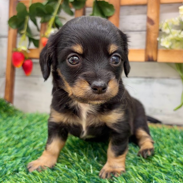 埼玉県のチワックス(チワワ×ダックス) (かねだい所沢店/2025年12月20日生まれ/女の子/ブラックタン)の子犬の4枚目の画像