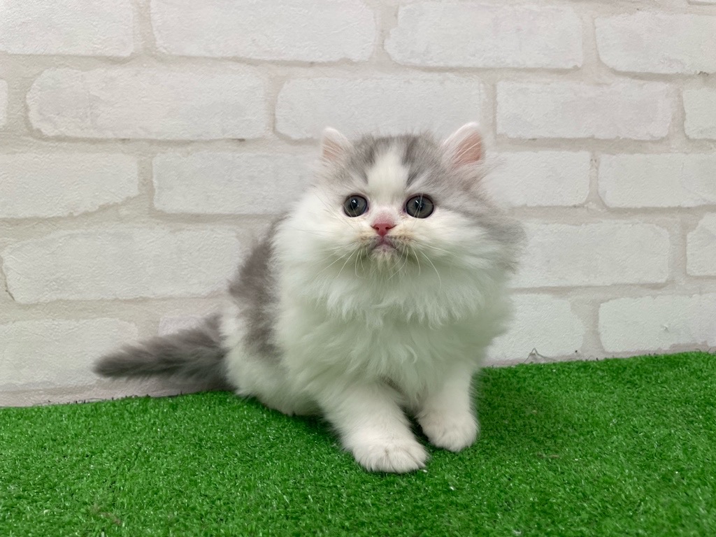 東京都のミヌエット (かねだい立川店/2025年12月21日生まれ/男の子/ブルータビーホワイト)の子猫