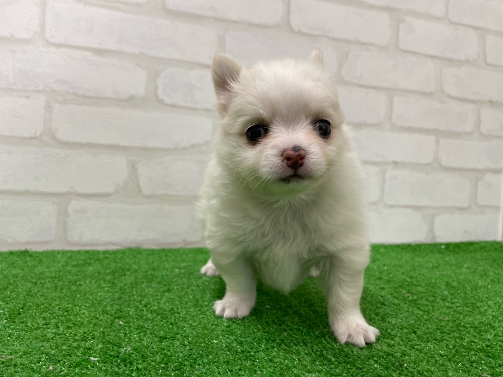 東京都のチワワ(ロング) (かねだい立川店/2025年12月19日生まれ/男の子/クリーム)の子犬