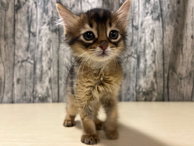 埼玉県のアビシニアン (かねだいアクアパーク店/2025年12月14日生まれ/女の子/ルディ)の子猫