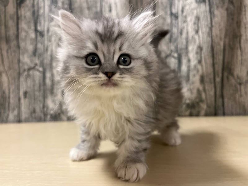 埼玉県のサイベリアン (かねだいアクアパーク店/2025年12月20日生まれ/女の子/シルバータビー)の子猫