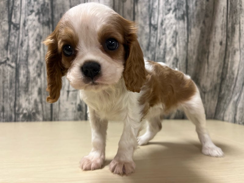 2025年12月18日生まれのキャバリアキングチャールズスパニエル