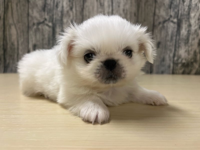 埼玉県のペキニーズ (かねだいアクアパーク店/2025年12月20日生まれ/女の子/ホワイト)の子犬