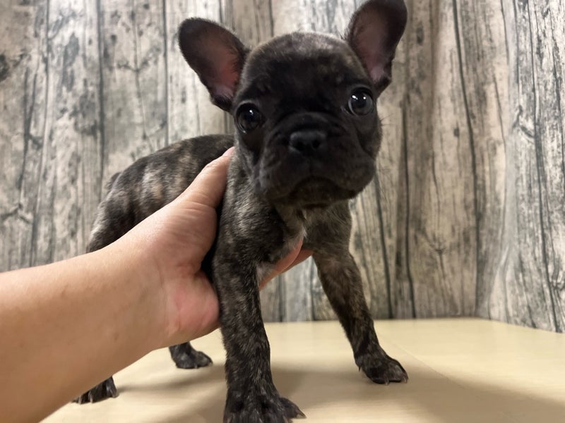 2025年12月19日生まれのフレンチブルドッグ