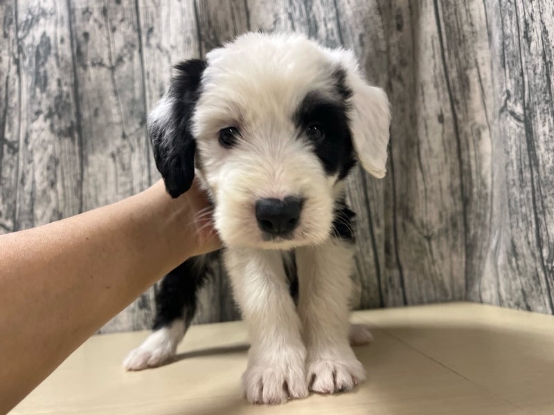 2025年12月16日生まれのハーフ犬・ミックス犬