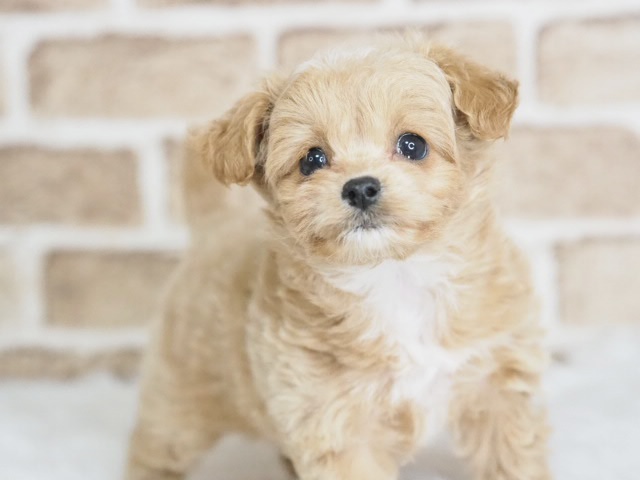 埼玉県のチワプー/プーチー(チワワ×プードル) (かねだい戸田店/2025年12月21日生まれ/女の子/アプリコット)の子犬