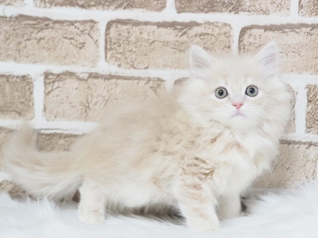 埼玉県のラガマフィン (かねだい戸田店/2025年12月14日生まれ/男の子/クリームタビー)の子猫