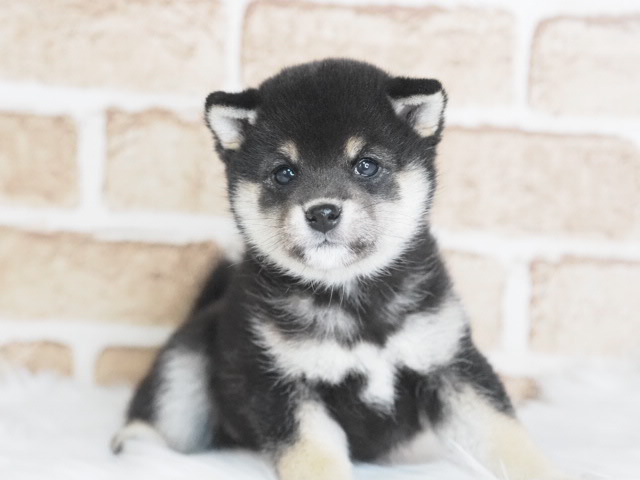 埼玉県の豆柴 (かねだい戸田店/2025年12月19日生まれ/女の子/黒)の子犬