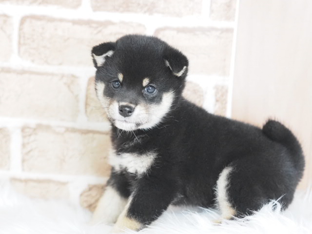 埼玉県の豆柴 (かねだい戸田店/2025年12月19日生まれ/女の子/黒)の子犬