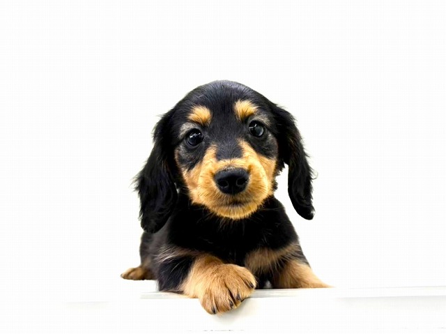 東京都のミニチュアダックスフンド(ロング) (かねだい本町田店/2025年12月19日生まれ/男の子/ブラックタン)の子犬の1枚目の画像